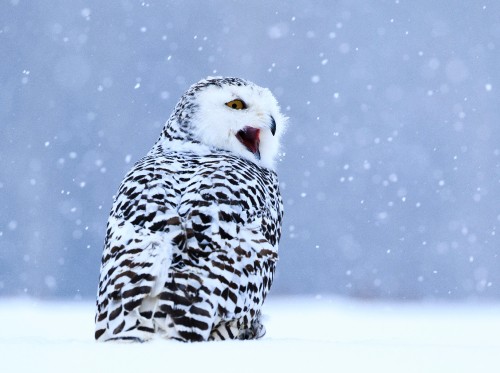 Image white and black owl on snow covered ground during daytime