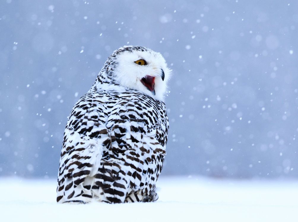 White and Black Owl on Snow Covered Ground During Daytime. Wallpaper in 4876x3641 Resolution