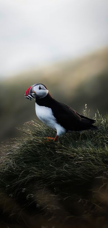 beak, puffins, birds, puffin, auk