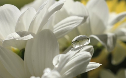 Image white lily in bloom macro photo