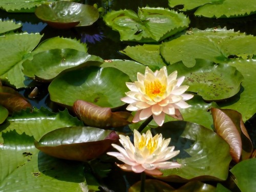 Image white lotus flower on water