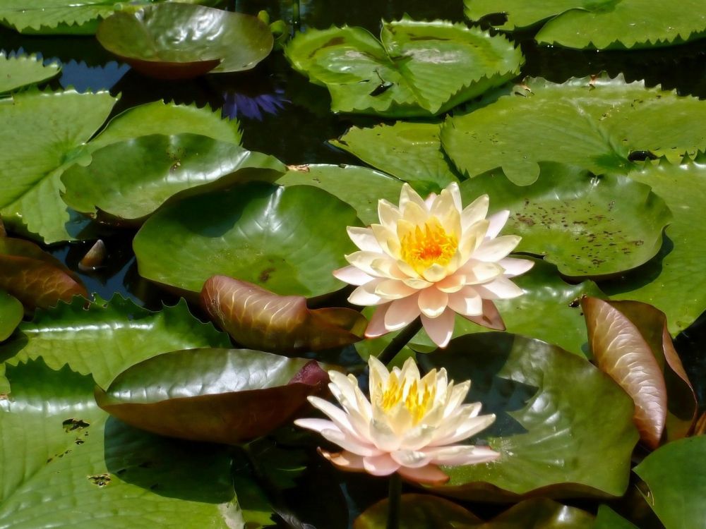 white lotus flower on water