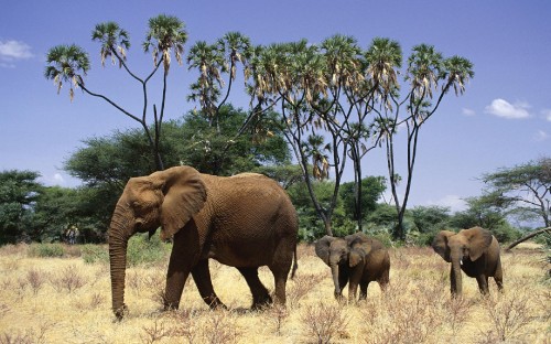 Image elephant walking on grass field during daytime