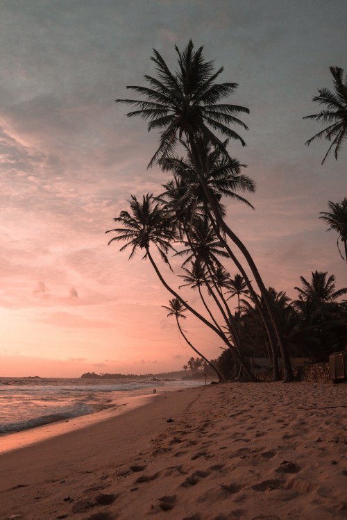 Image palm trees sunset, sunset, coconut, palm trees, cloud