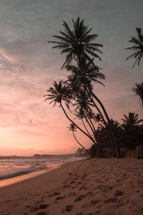 palm trees sunset, sunset, coconut, palm trees, cloud