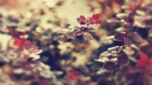 Image white and red flowers in tilt shift lens