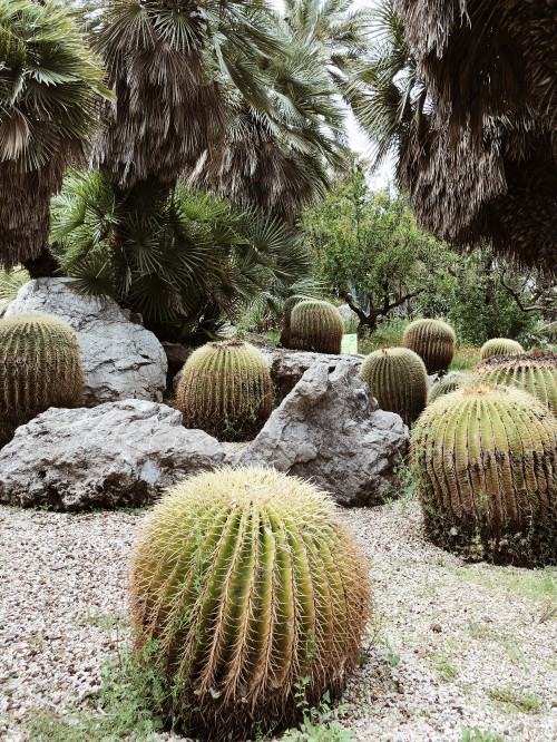 Image vegetation, shrubland, botanical garden, grasses, biome