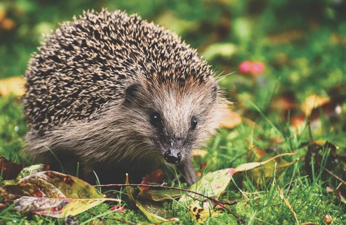 Image black and white hedgehog on green and red leaves