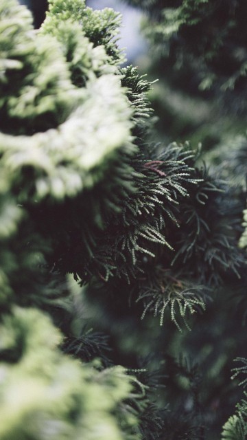 Image green pine tree in close up photography