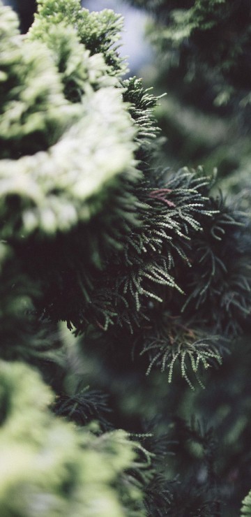 Image green pine tree in close up photography