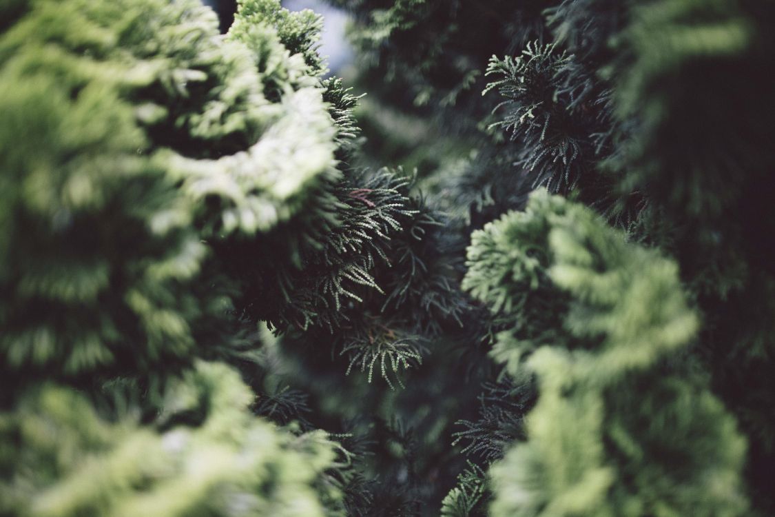 green pine tree in close up photography