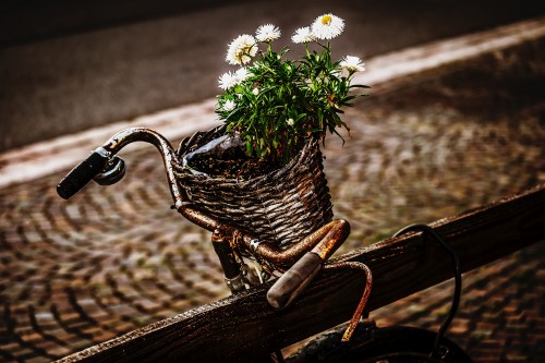 Image white flowers in brown woven basket on brown wooden bench