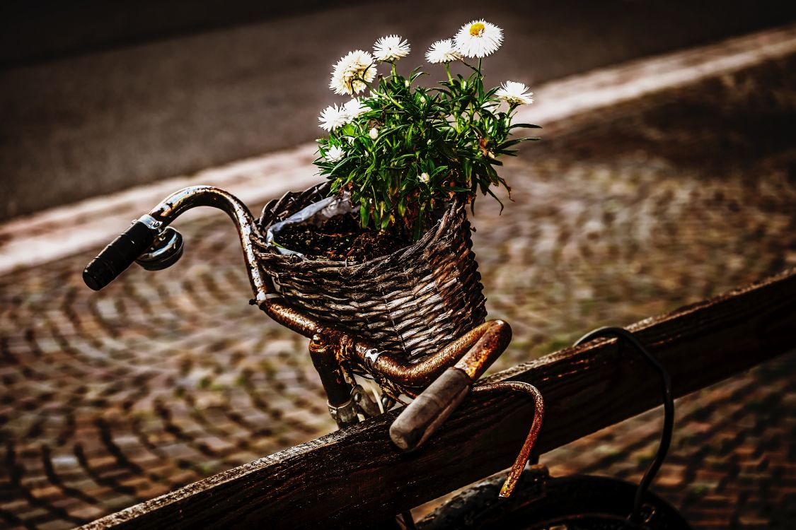 white flowers in brown woven basket on brown wooden bench