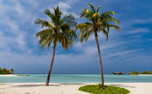 Image green palm tree on white sand beach during daytime