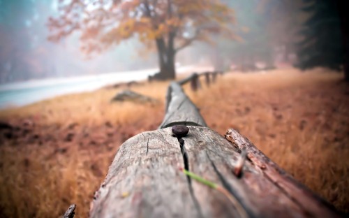 Image brown wood log in tilt shift lens