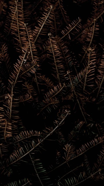 Image black and brown, poster, gallerix, graphics, art
