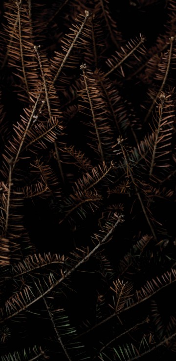 Image black and brown, poster, gallerix, graphics, art