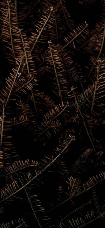 Image black and brown, poster, gallerix, graphics, art