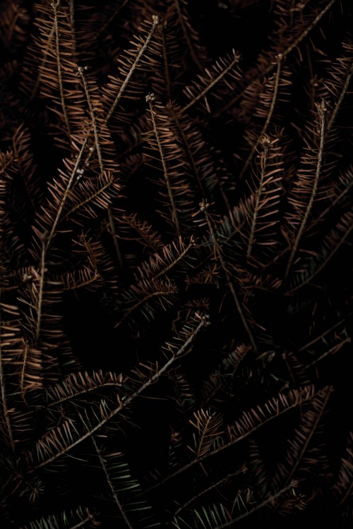 Image black and brown, poster, gallerix, graphics, art