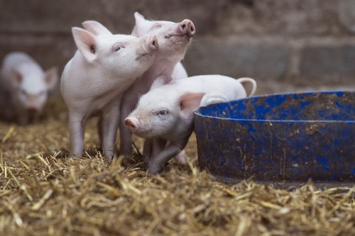 Image white pigs on brown hay