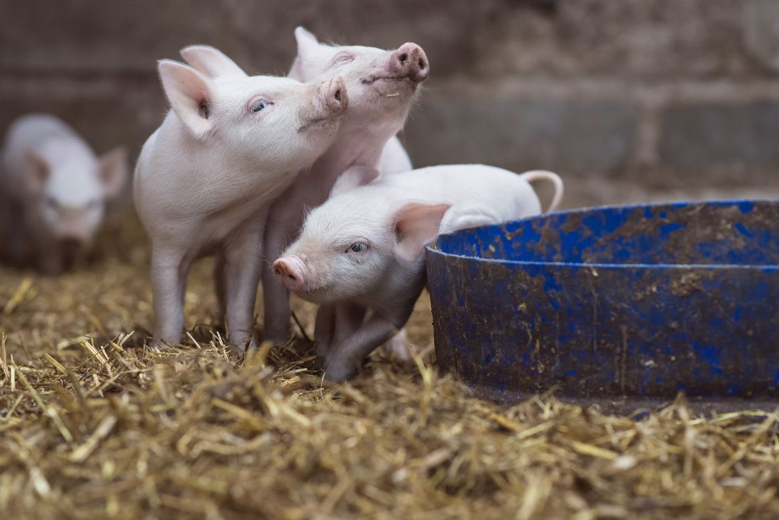 white pigs on brown hay