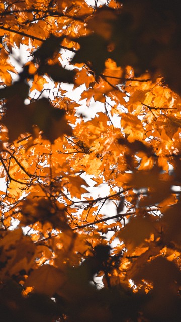 Image leaf, maple leaf, branch, tree, nature