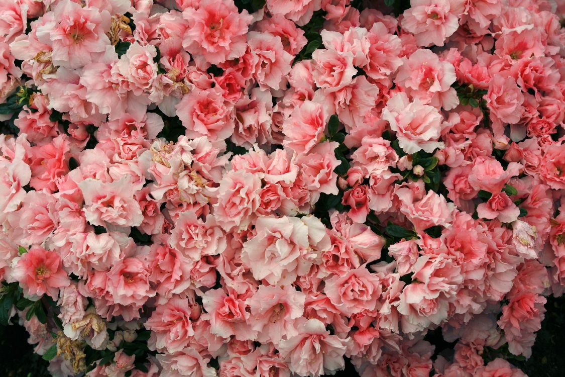 Fleurs Roses Avec Des Feuilles Vertes. Wallpaper in 3500x2333 Resolution