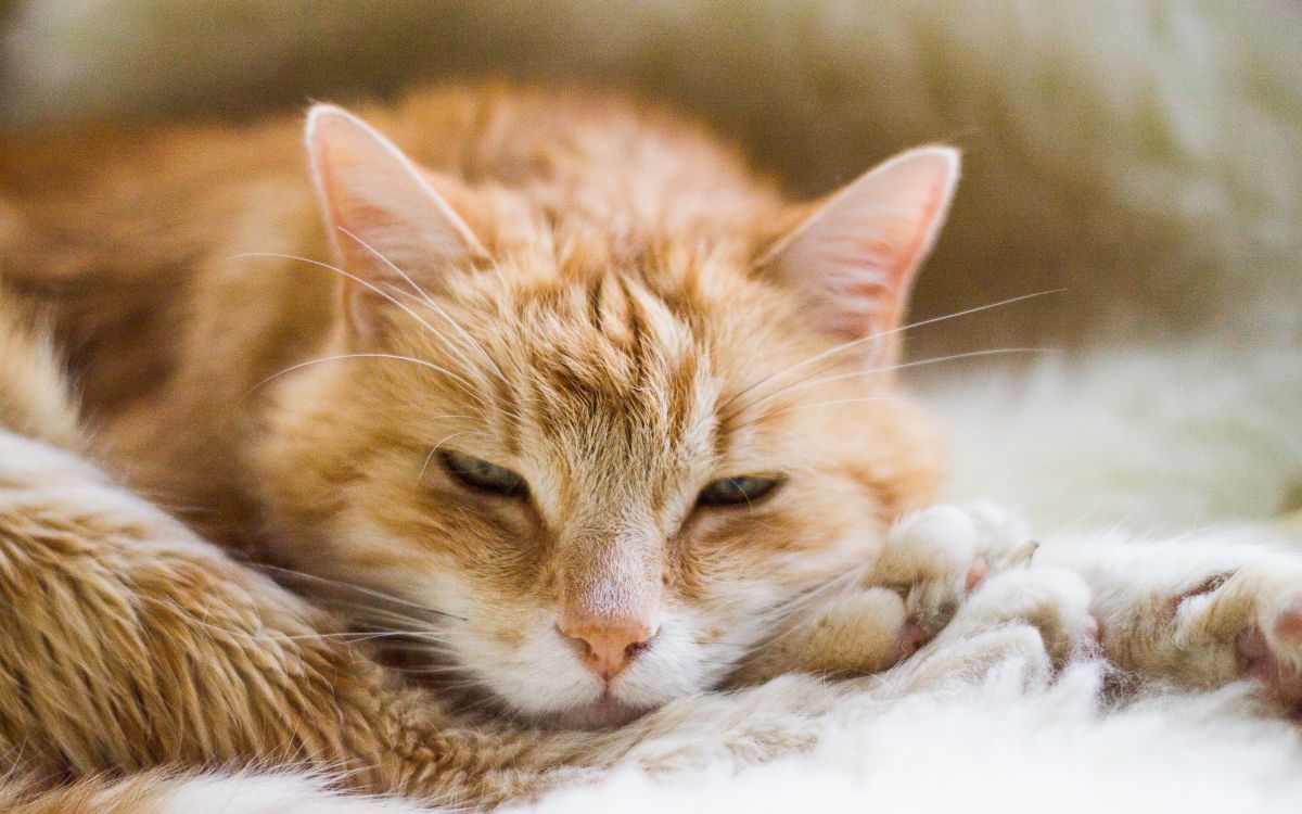 Chat Tigré Orange Allongé Sur Textile Blanc. Wallpaper in 2880x1800 Resolution