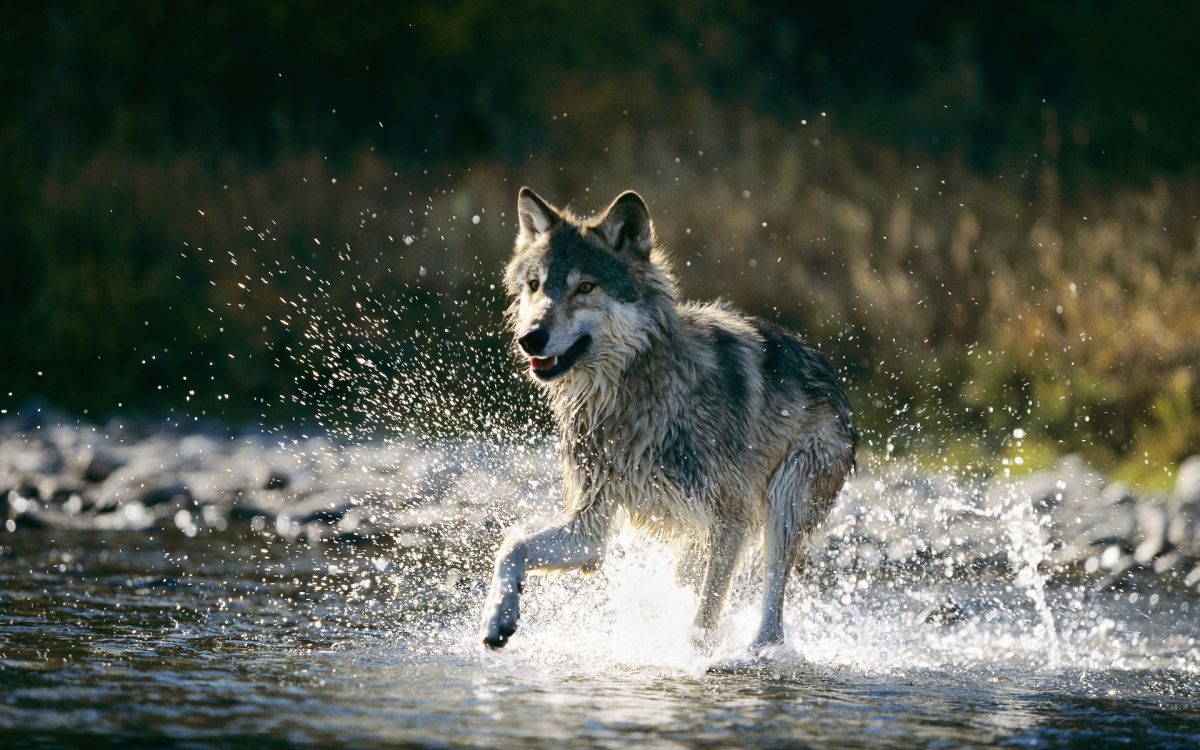 Loup Blanc et Noir Courant Sur L'eau Pendant la Journée. Wallpaper in 1920x1200 Resolution