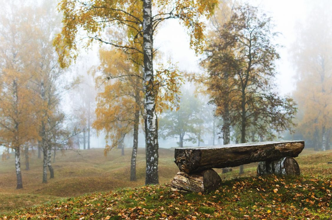 Banc en Bois Marron Sur Terrain D'herbe Verte Près D'arbres Marron Pendant la Journée. Wallpaper in 2048x1362 Resolution