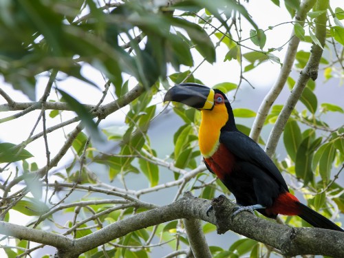 Image black yellow and red bird on tree branch during daytime