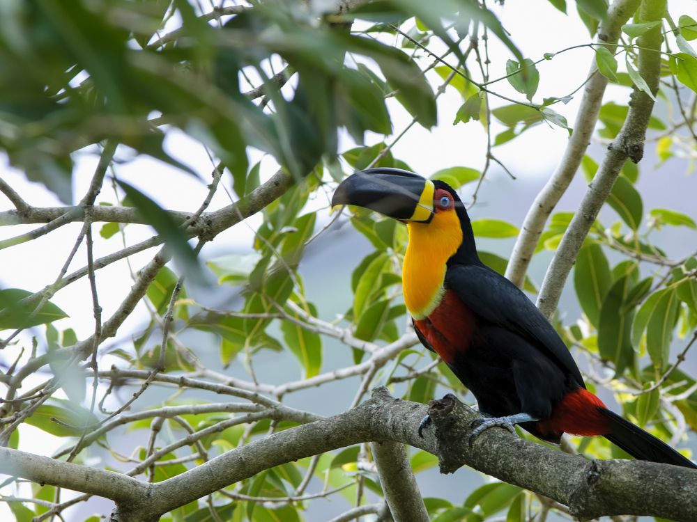 black yellow and red bird on tree branch during daytime