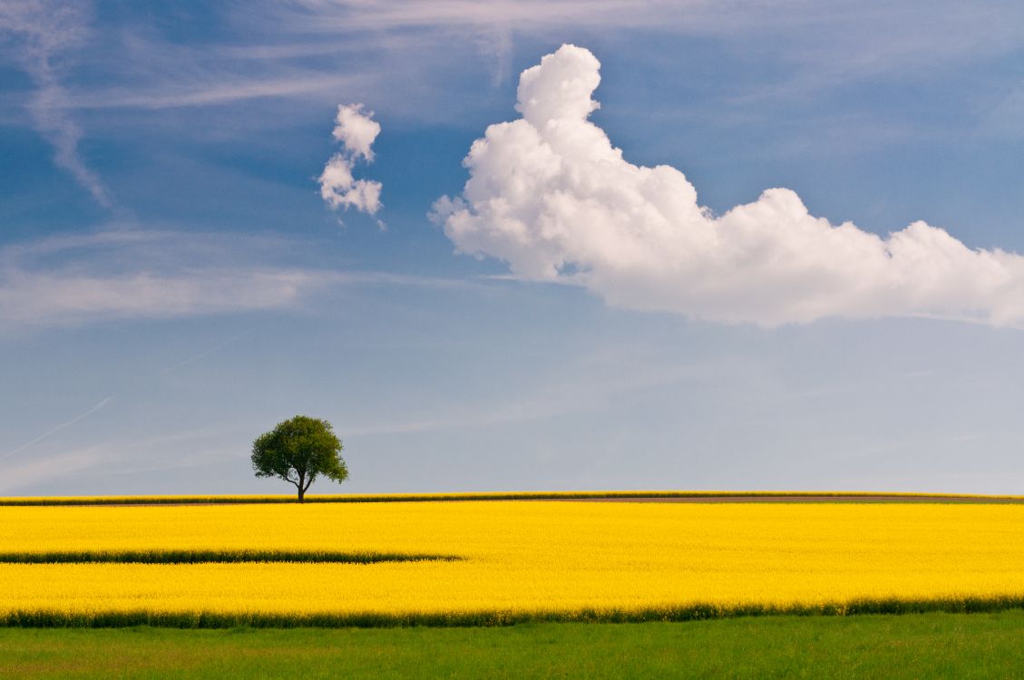 Árbol Verde en Campo Amarillo Bajo Nubes Blancas y Cielo Azul Durante el Día. Wallpaper in 4288x2848 Resolution