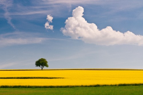 Image green tree on yellow field under white clouds and blue sky during daytime