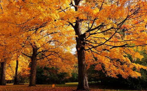 Image brown and yellow trees on green grass field during daytime