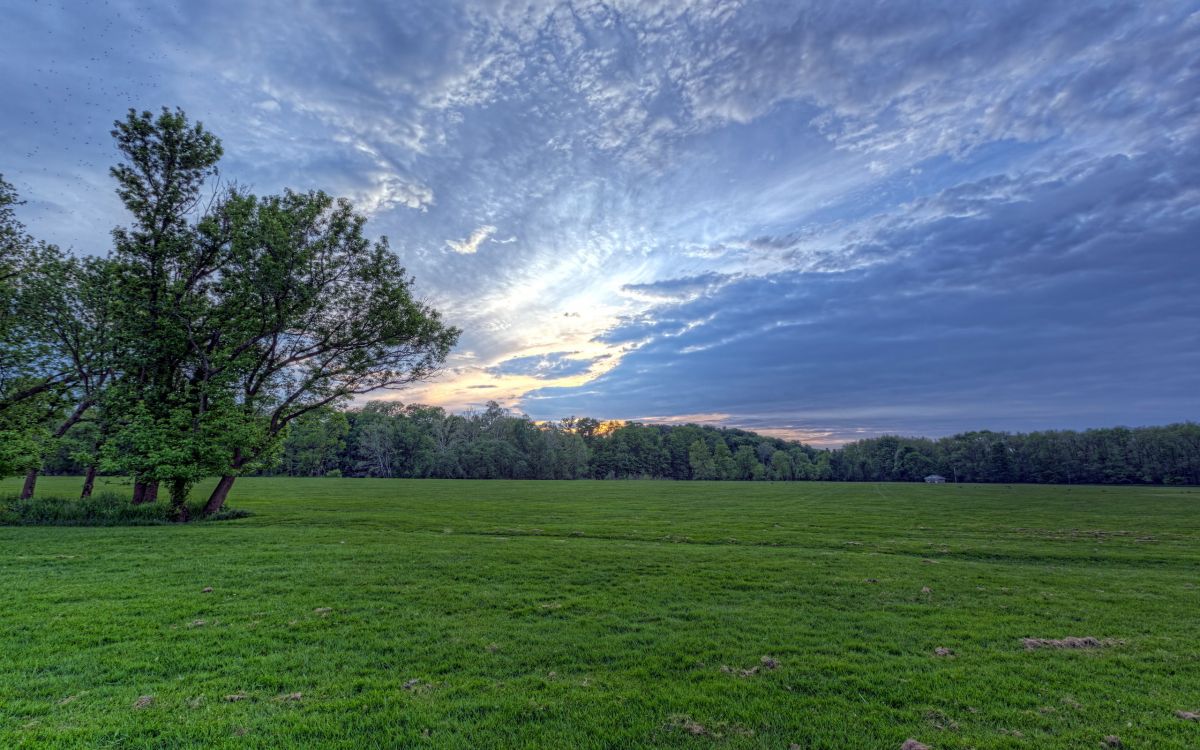 Champ D'herbe Verte Avec Des Arbres Sous Ciel Bleu Pendant la Journée. Wallpaper in 2560x1600 Resolution