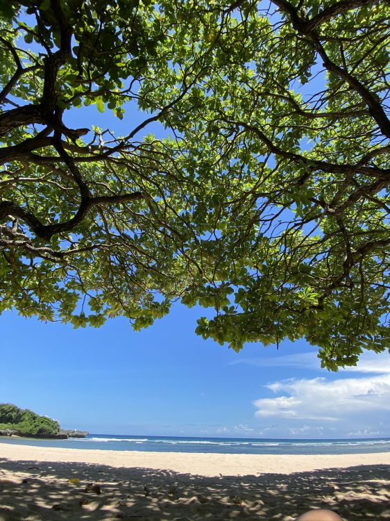 tree, branch, shore, coast, beach