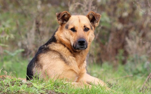 Image brown and black short coated dog lying on green grass during daytime