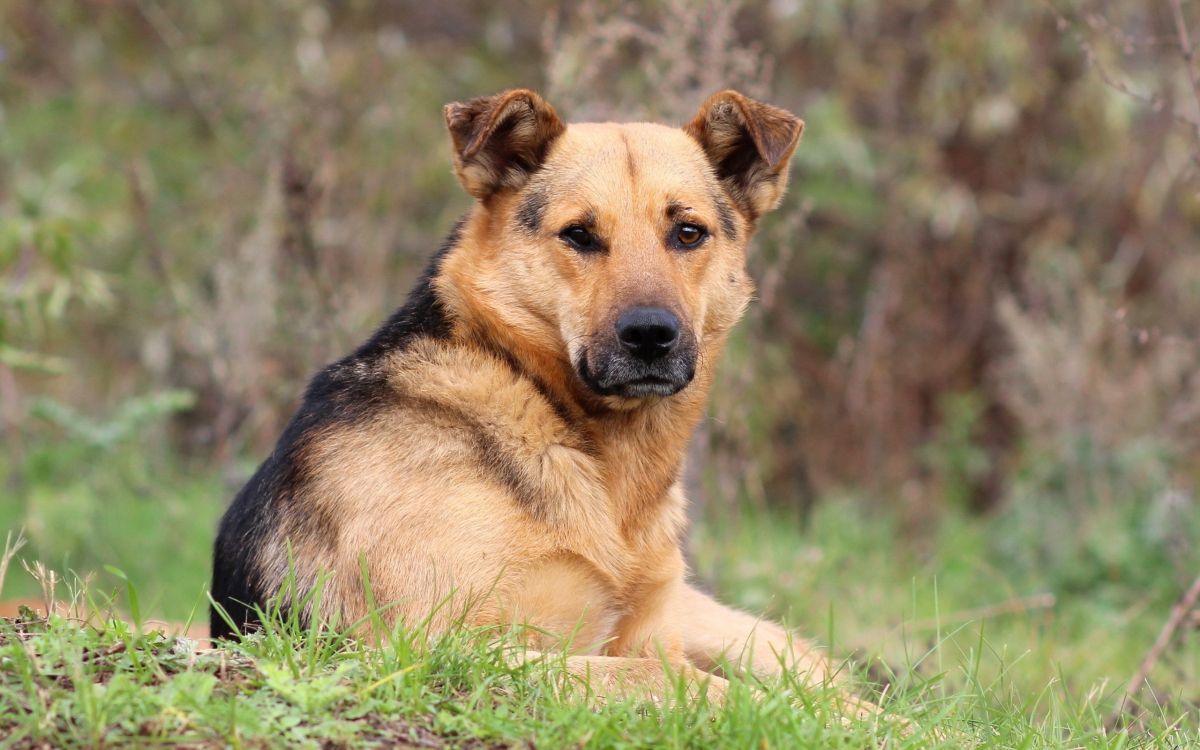 brown and black short coated dog lying on green grass during daytime