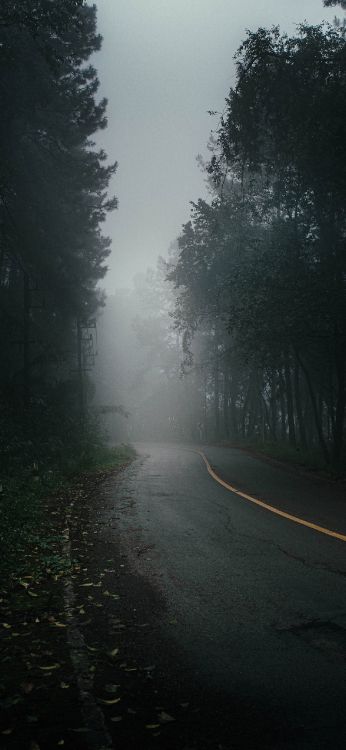 Nebel, Baum, Road, Brücke, Car. Wallpaper in 1284x2778 Resolution