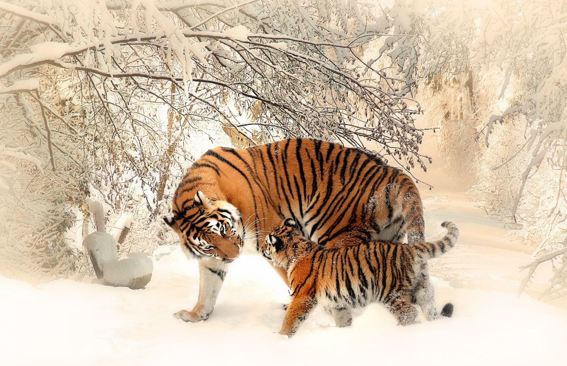Tiger, Der Tagsüber Auf Schneebedecktem Boden Läuft. Wallpaper in 4342x2798 Resolution