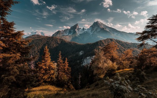 Image green and brown trees near mountain under blue sky during daytime