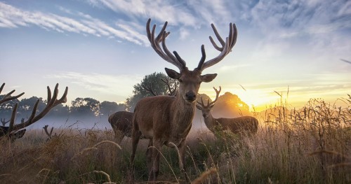Image brown deer on green grass during sunset
