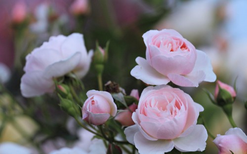 Image pink roses in tilt shift lens