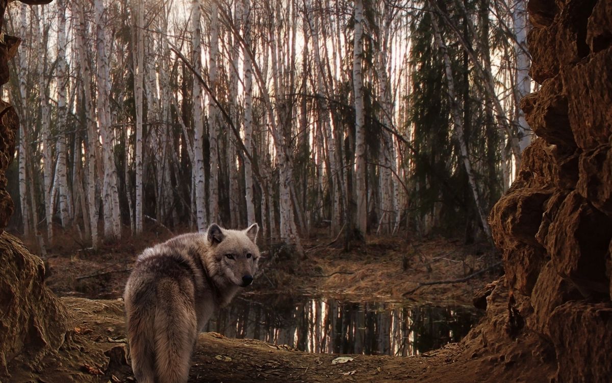 Lobo Blanco en el Bosque Durante el Día. Wallpaper in 2560x1600 Resolution