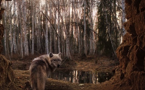 Image white wolf on forest during daytime