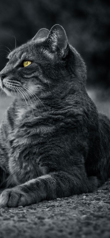 Image grayscale photo of tabby cat