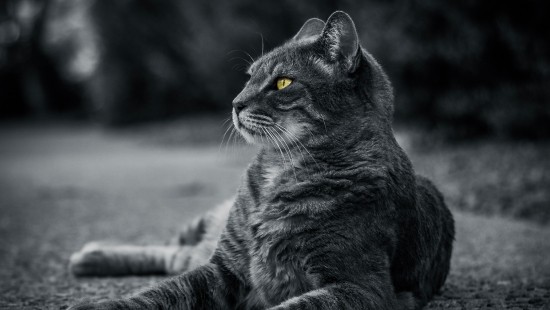 Image grayscale photo of tabby cat