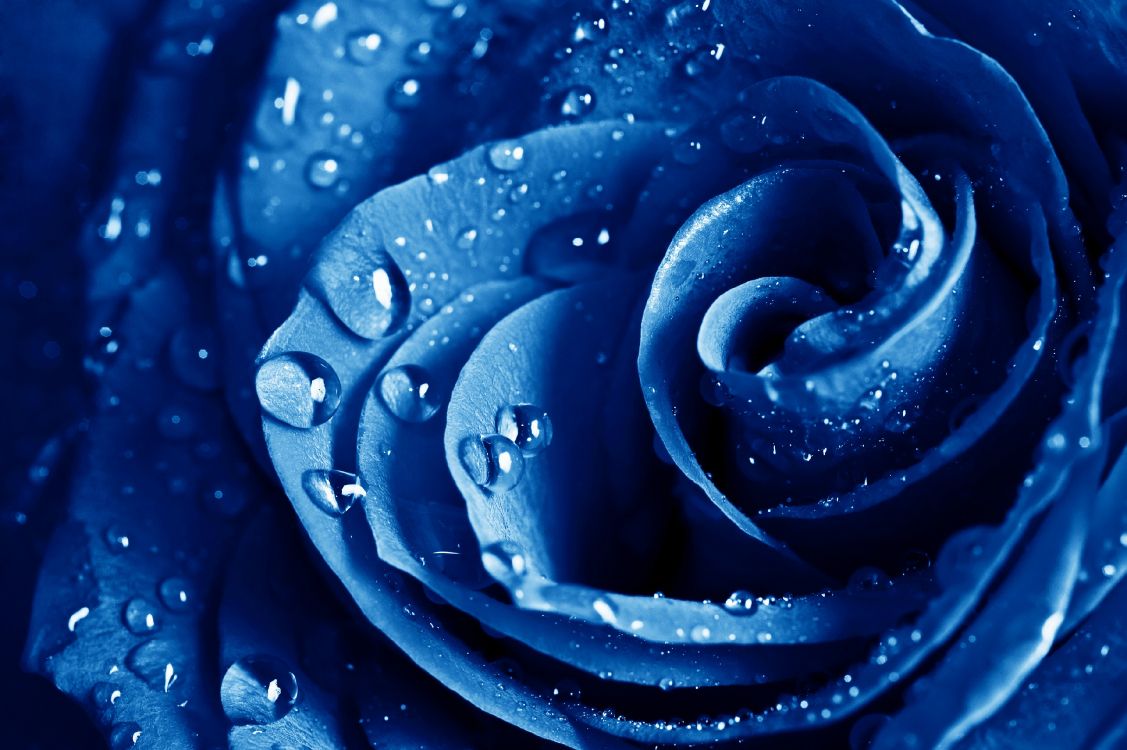 Rose, Blue Rose, Blau, Wasser, Tau. Wallpaper in 3700x2462 Resolution