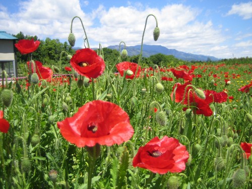 Image red flower field under blue sky during daytime